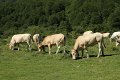 (92) Au plateau de Sanchèse